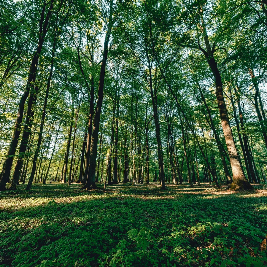 1 Lakh+ Trees