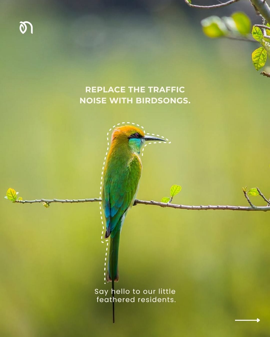 Meet our little feathered friends 
The ones who make mornings at Nirvaana sound 