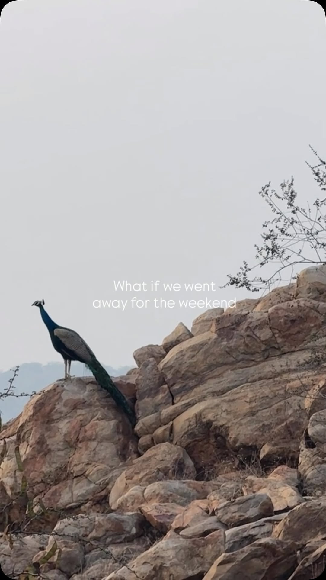 Somewhere past the noise of the city, @nirvaanahills hold a horizon that finally